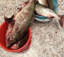 Сахалинские рыбаки открыли сезон охоты на кету