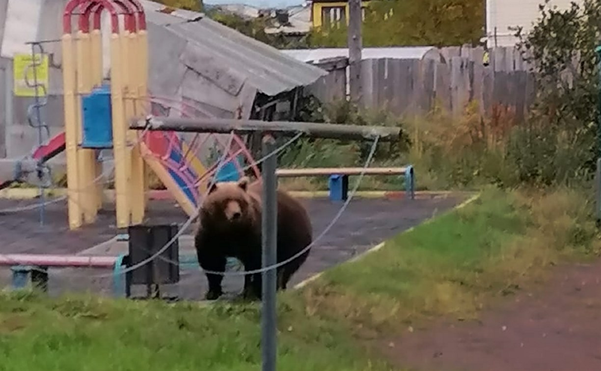 Медведь пришел на детскую площадку в Северо-Курильске