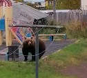 Медведь пришел на детскую площадку в Северо-Курильске