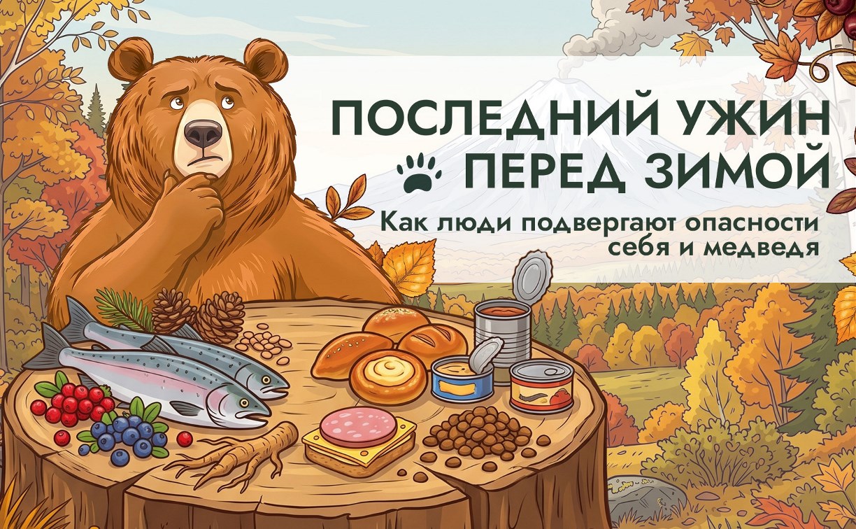 Последний ужин перед зимой: как избежать конфликтов с медведями осенью