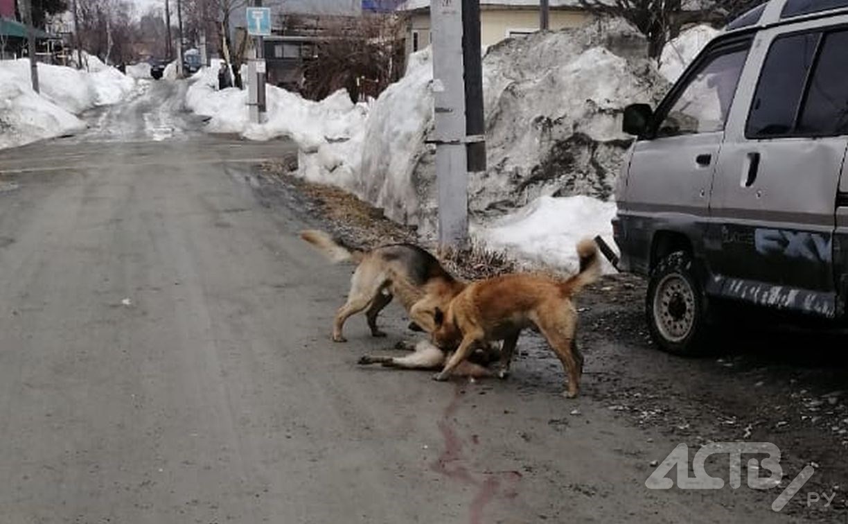 Две агрессивные собаки растерзали хаски на улице в Южно-Сахалинске