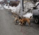 Две агрессивные собаки растерзали хаски на улице в Южно-Сахалинске