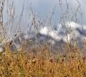 500 гектаров сухой травы выжгут на Сахалине весной и летом 2022 года
