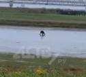 Отдыхающих в Пригородном предупреждают о медведе 
