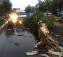 Дерево упало на микроавтобус и перегородило проезд по проспекту Мира в Южно-Сахалинске