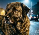 "Запрет на милосердие": суд встал на сторону холмчанки, кормившей бездомных собак 