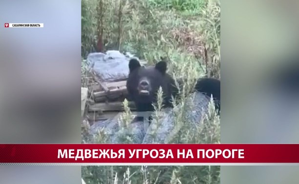 На Сахалине с начала года "изъяли" уже 71 медведя