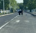 Двух агрессивных медведей ликвидировали в Поронайском районе
