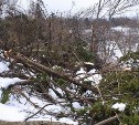 Сахалинская компания заплатит более 600 тысяч рублей за вырубку краснокнижных деревьев