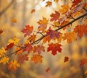 На Сахалине дожди и потепление до +19 °C, а на Курилах переменная облачность: прогноз погоды для региона на 10 сентября