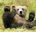 В районе останца Лягушка заметили медведя
