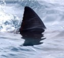 У берегов Сахалина замечена акула (ВИДЕО)