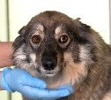 Сахалинские зоозащитники рассказали о судьбе собак, которых нельзя выпускать из приюта
