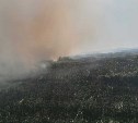 На берегу моря в Анивском районе огонь охватил 100 "квадратов" травы