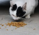 Зоозащитники через глазок кормят кошку, запертую в квартире покойника