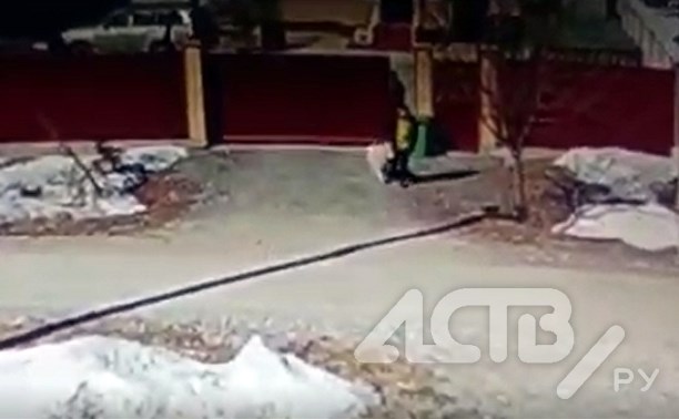 Момент похищения собаки с частного двора на Сахалине попал в объектив камеры 