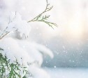 Затишье перед бурей: какая погода будет в Сахалинской области 11 января
