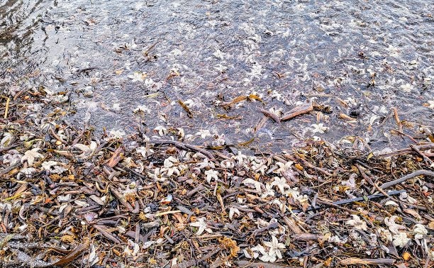 Пляж на Курилах после шторма завалило морскими звёздами