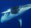 Ученые запечатлели в Охотском море финвала, японского гладкого кита, морских свиней и других