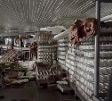 Свыше 120 тонн лососей и гребешков вымыло с курильского завода "Алаид" во время цунами