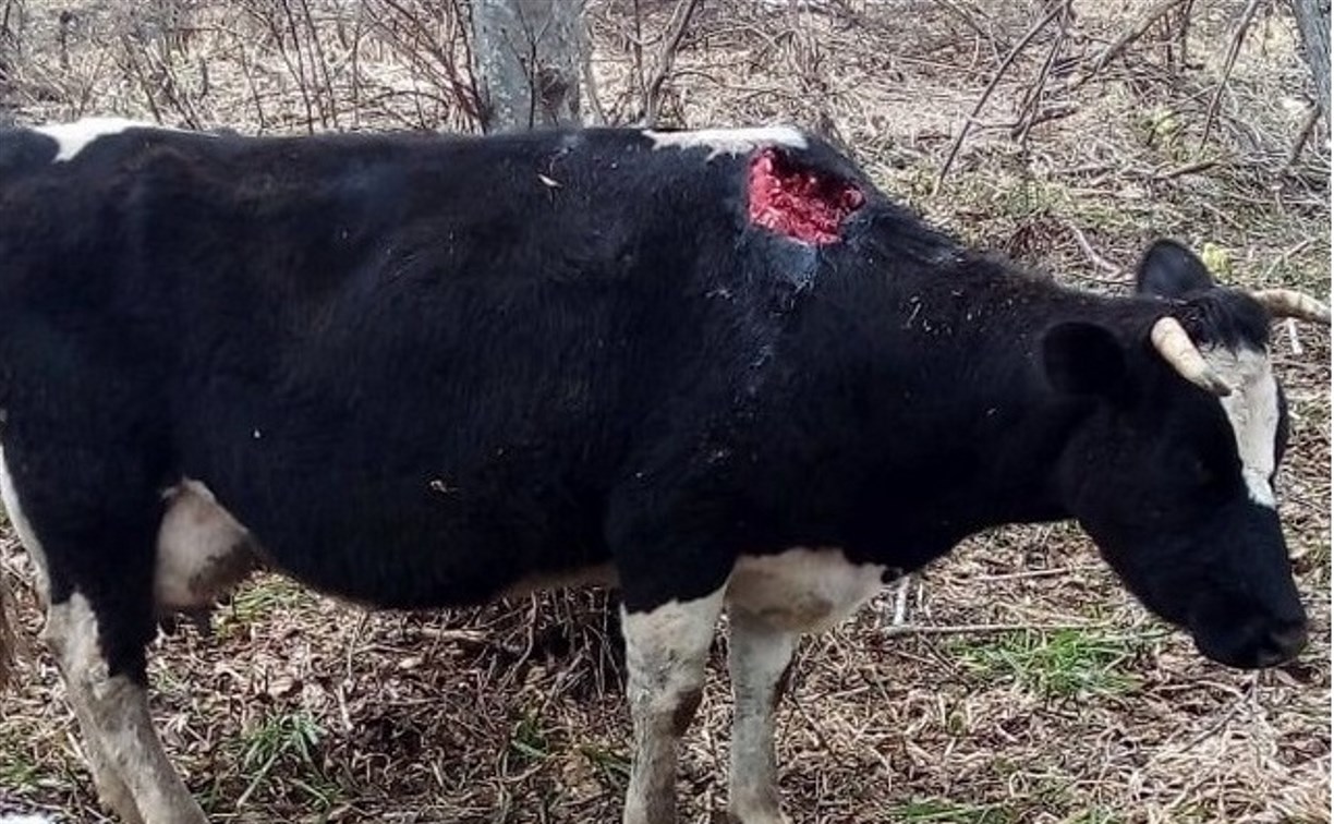 Гниющая сахалинская корова после нападения медведя родила телёнка 