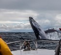 Минприроды предлагает исключить китов и дельфинов из Красной книги 