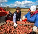 Картофель подешевел в Южно-Сахалинске