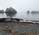 Учёные подтвердили, что на берег Курильских островов выбросило мёртвого кашалота