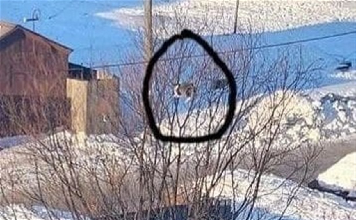 В Поронайске ищут того, кто спасёт кота-"снегиря", взобравшегося на вершину дерева
