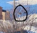 В Поронайске ищут того, кто спасёт кота-"снегиря", взобравшегося на вершину дерева