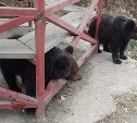 "Цена билета - 100 рублей": оставшиеся без мамы медвежата на Сахалине стали туристическим объектом 