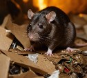 Крысы на Сахалине научились избегать яда в еде