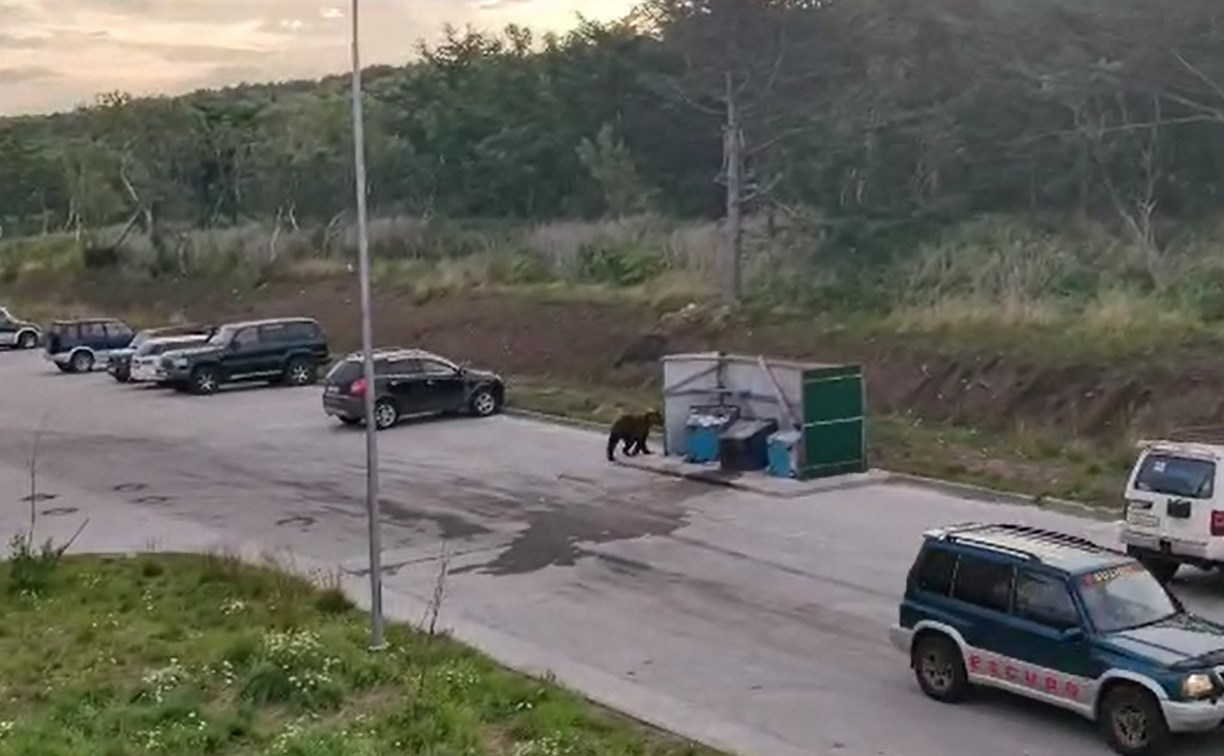 В Курильске ликвидировали медведя-"вандала", который вскрывал мусорные баки 