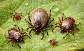 Общество