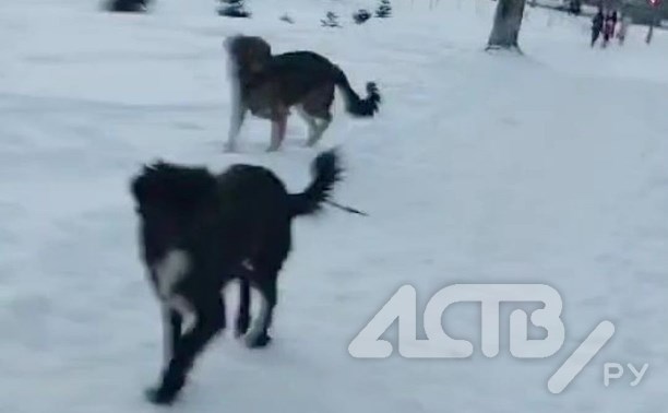 "Отбивалась каской": бродячие собаки покусали школьницу в Южно-Сахалинске