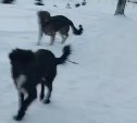 "Отбивалась каской": бродячие собаки покусали школьницу в Южно-Сахалинске