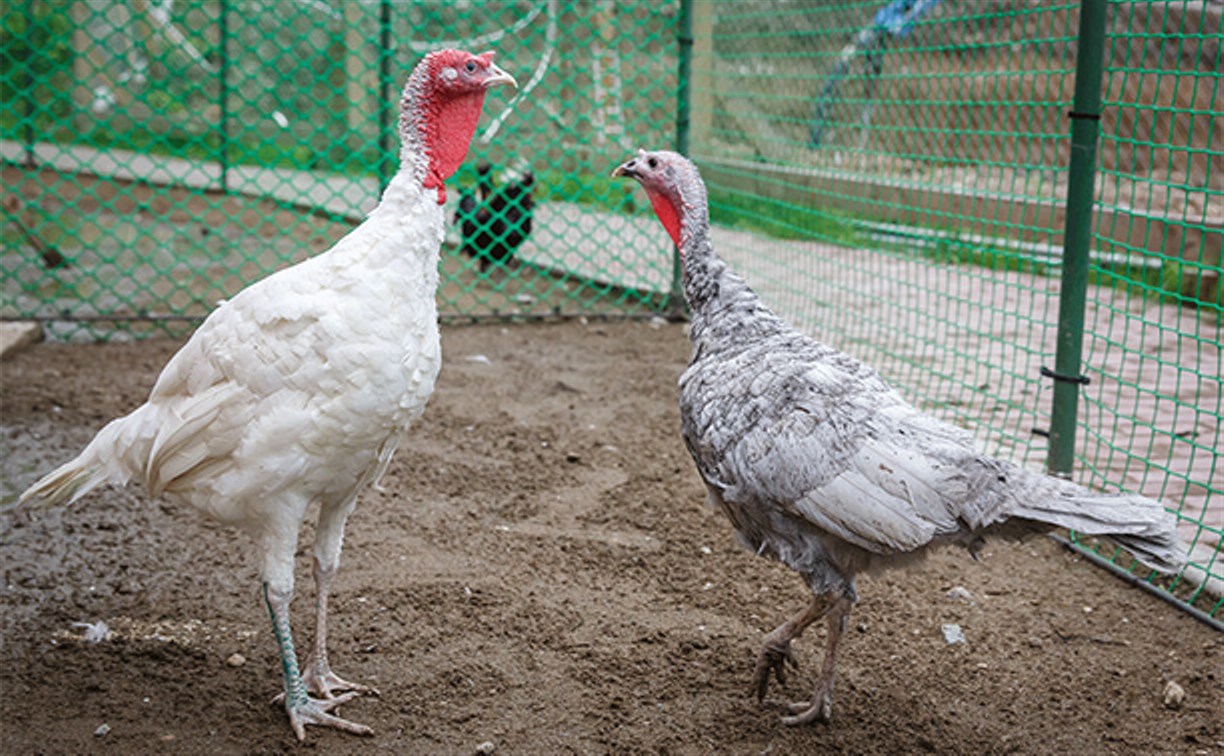 Сахалинский зоопарк даст посетителям полакомиться птичьим кормом