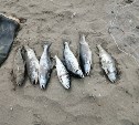 Двоих сахалинцев будут судить за рыбалку на Найбе