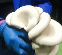 Семья из Южно-Сахалинска открыла грибную ферму