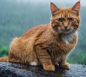 По всем районам Сахалинской области прокатится дождь, кроме одного: погода на островах 8 июля 