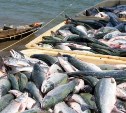 Эксперты: предложения реформ в рыбной отрасли не учитывают накопленный опыт