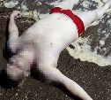 Отдыхающие выловили мертвое тело на Анивском пляже