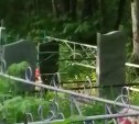 Крупный медведь напугал сахалинца на кладбище