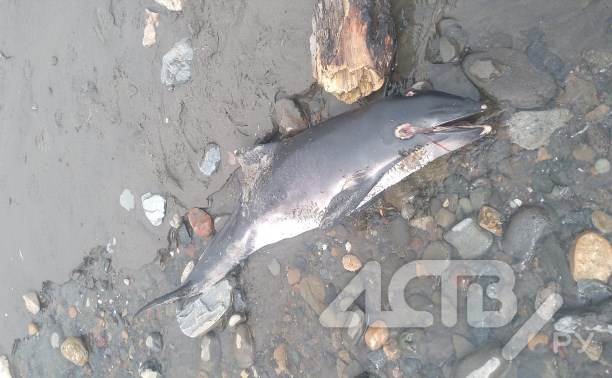 Мёртвую морскую свинью нашли в ручье в Макарове