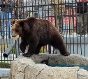 Сахалинская медведица Юлька слопала яйцо весом в 1,5 кг