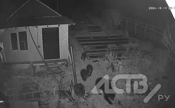 Промахнулись участком: на Сахалине медведица с тремя медвежатами пришли в СНТ 
