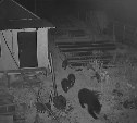Промахнулись участком: на Сахалине медведица с тремя медвежатами пришли в СНТ 