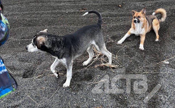 Сахалинцы спасли двух брошенных на мысе Великан собак - одной из них требуется срочная помощь