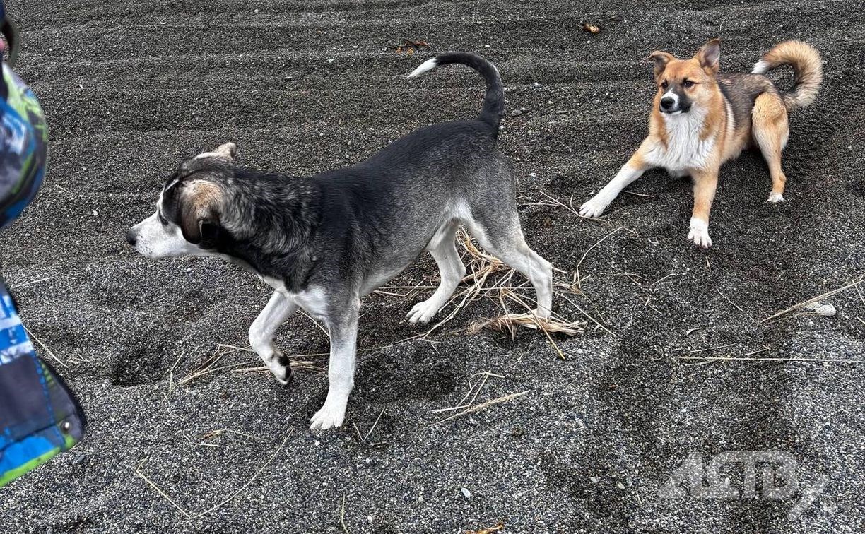 Сахалинцы спасли двух брошенных на мысе Великан собак - одной из них требуется срочная помощь