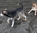 Сахалинцы спасли двух брошенных на мысе Великан собак - одной из них требуется срочная помощь